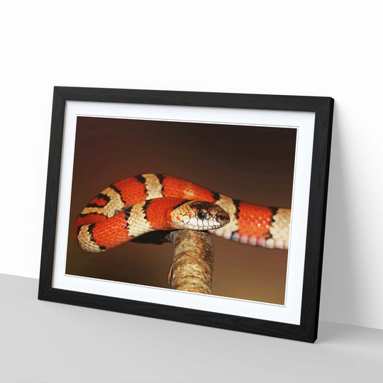 'King Snake' Framed Photographic Print