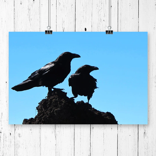 'Two Crows' Photographic Print