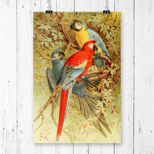 'Vintage Macaws' by J.G. Keulemans Graphic Art