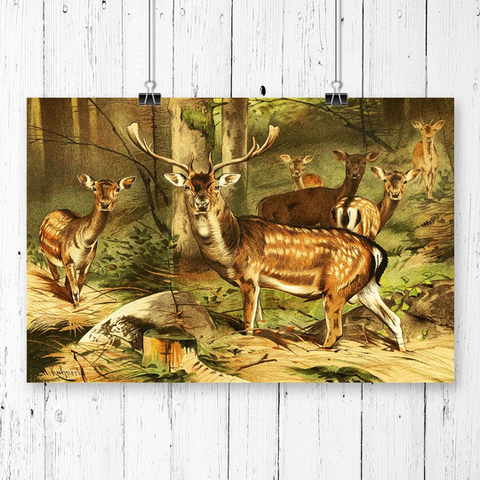 'Vintage Fallow Deer' by W Kuhnert Graphic Art