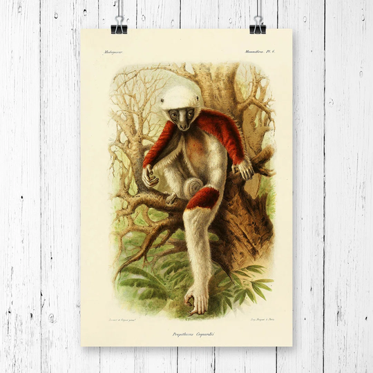 'Vintage Bocourt Coquerel's Sifaka' Graphic Art