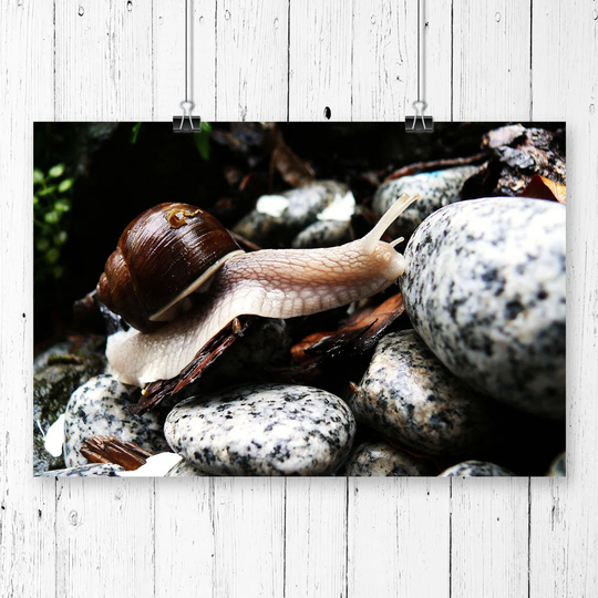 'Snail' Photographic Print