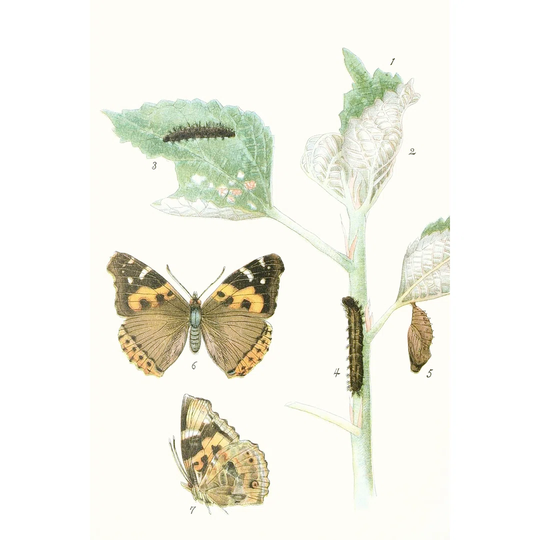 Antique Butterflies And Leaves III - Painting
