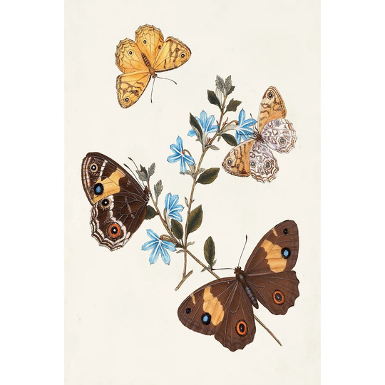 Butterflies and Moths I - Wrapped Canvas Painting