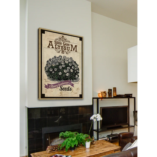 Flower Packet Alyssum - Wrapped Canvas Advertisement Print