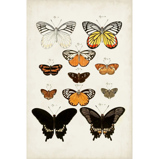 Vintage Butterflies III - Wrapped Canvas Painting