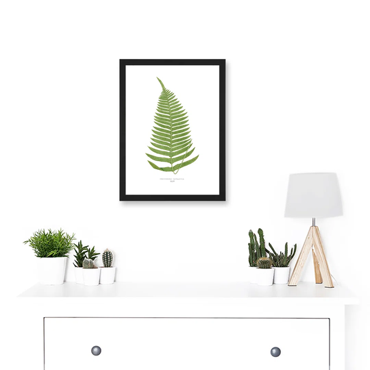 Fern Polypodium Catharinae Nature Plant Life Botanical - Print