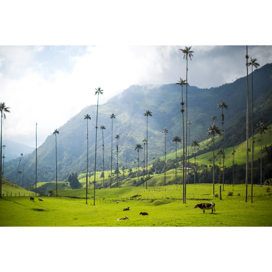 Cow Stands by Palm Trees by Jtobiasonphoto - Wrapped Canvas Photograph