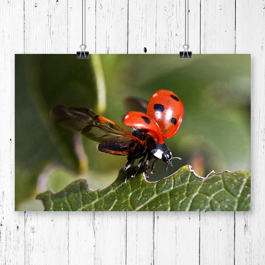 'Ladybird Taking Flight' Photographic Print