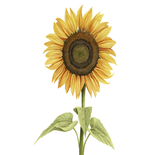 Sunny Flower I by Grace Popp - Wrapped Canvas Painting