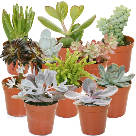 10 Piece Succulent Mix Set