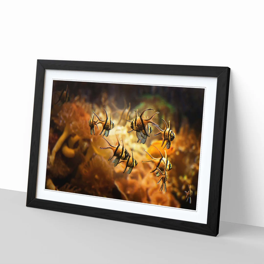 'Orange Fish' Framed Graphic Art