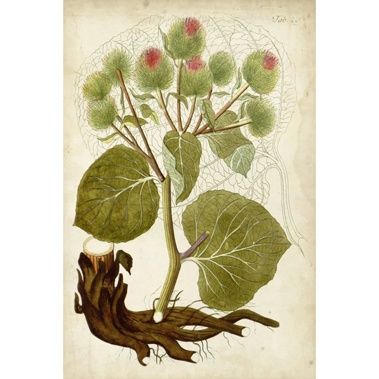 Horticultural Specimen V - Wrapped Canvas Graphic Art