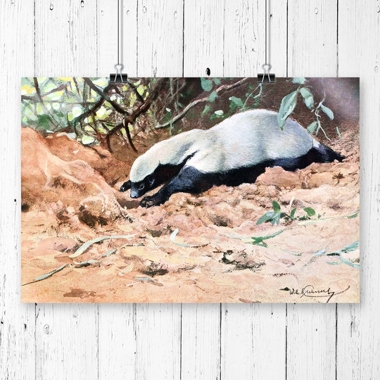 'Vintage African Honey Badger' by W Kuhnert Graphic Art