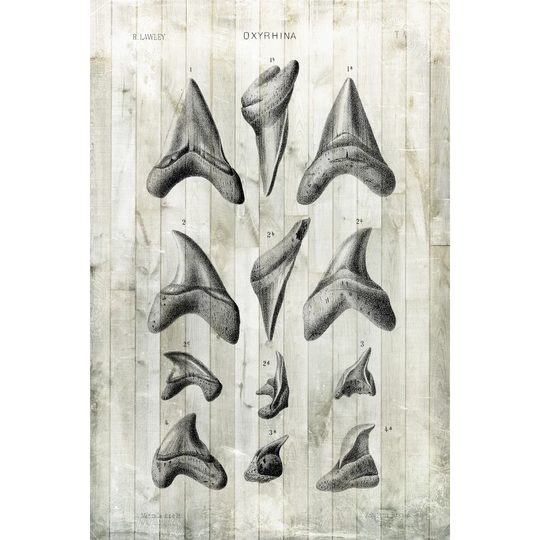 Relic Hunter II by Vision Studio - Wrapped Canvas Painting