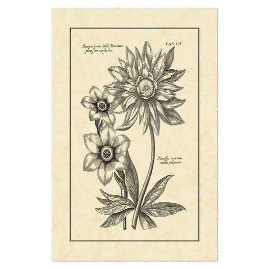 Vintage Besler I by Basilius Besler - Wrapped Canvas Art Prints