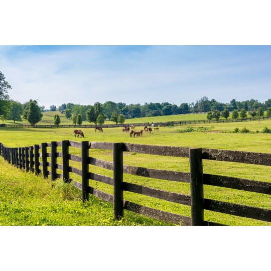 Horses At Horse Farm. Country Landscape.