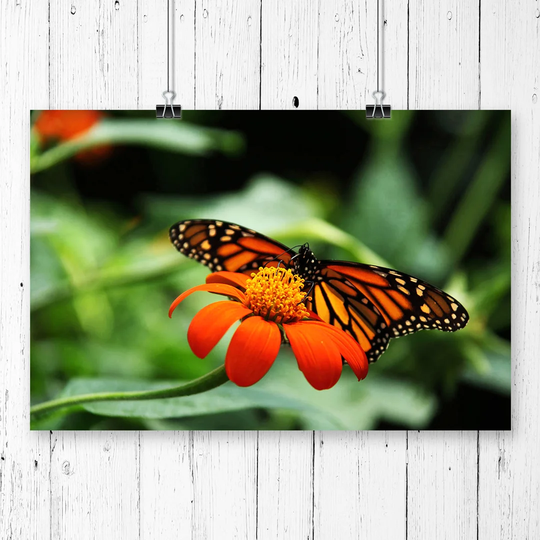 'Flower & Butterfly' Photographic Print