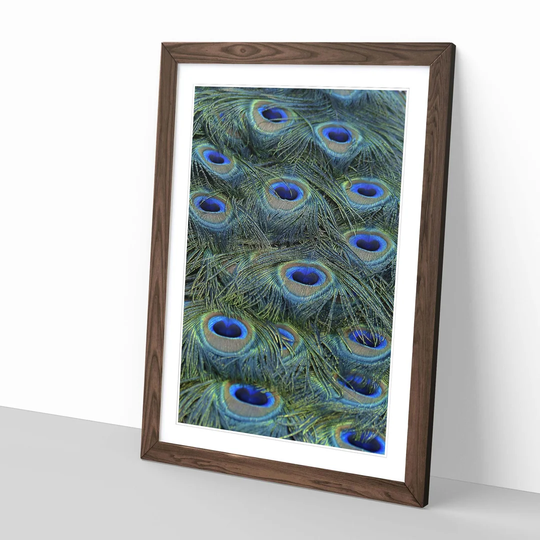 'Peacock Feathers' Framed Photographic Print
