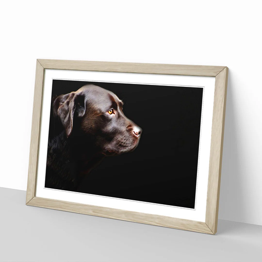 'Chocolate Labrador Dog 2' Framed Photographic Print
