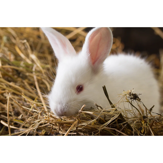 Rabbit On Dry Grass