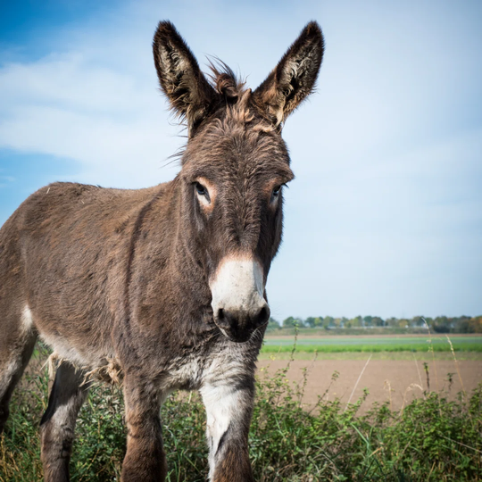 Donkey - Wrapped Canvas Photograph