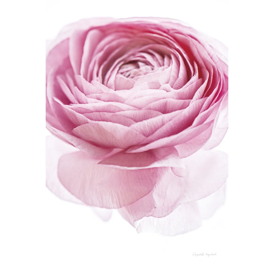 Pink Lady I Crop by Elizabeth Urquhart - Wrapped Canvas Art Prints