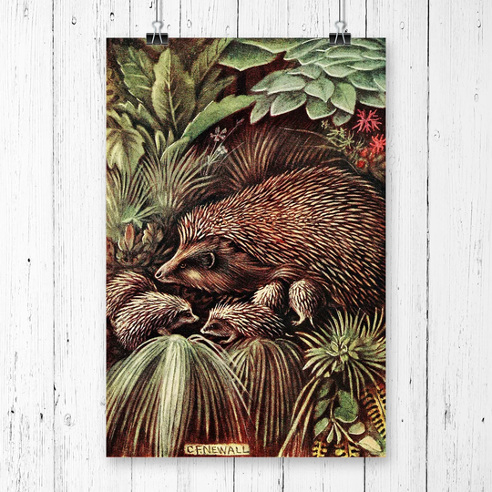 'Vintage Charles Francis Newall Hedgehog & young' Graphic Art