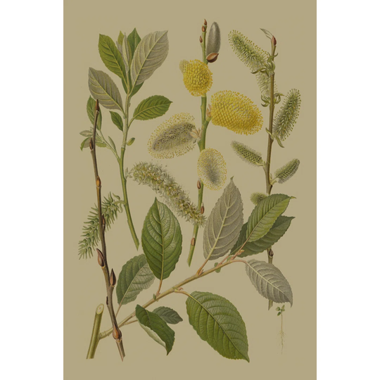 Forest Foliage II by Hempel - Wrapped Canvas Graphic Art