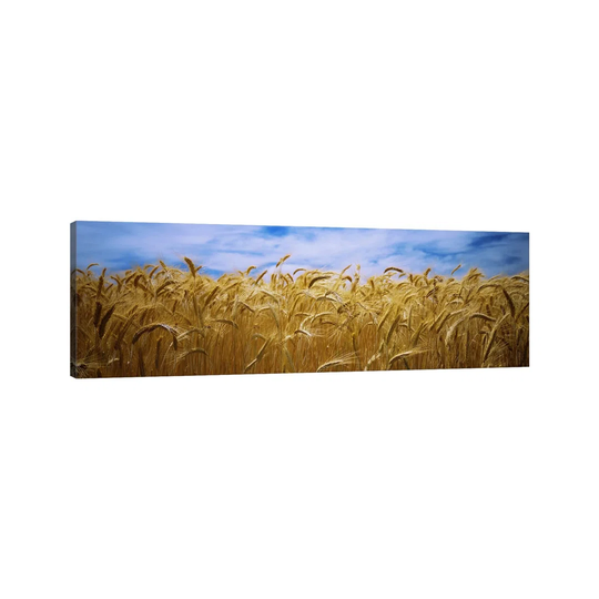 Wheat Crop Growing in a Field, Palouse Country, Washington State, USA - Wrapped Canvas Panoramic Photograph