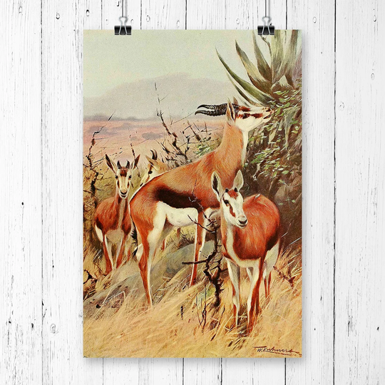 'Vintage Springbok' by W Kuhnert Graphic Art