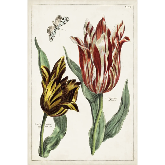 Tulip Classics IV - Wrapped Canvas Painting