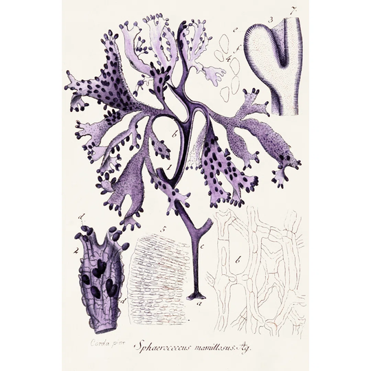 Seaweed Illustration IX - Wrapped Canvas Art Prints