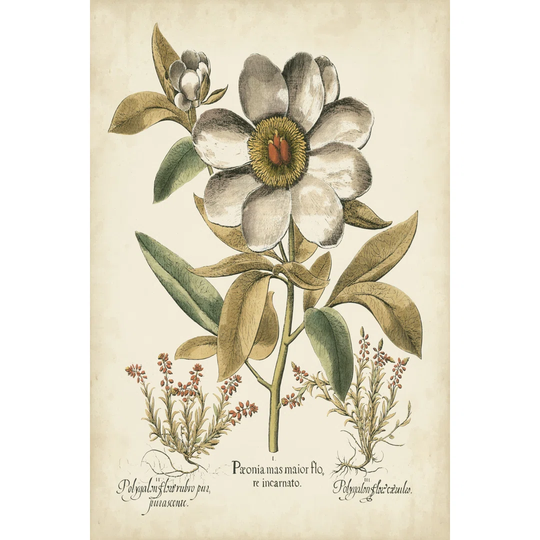 Ivory Peonies I by Basilius Besler - Wrapped Canvas Graphic Art