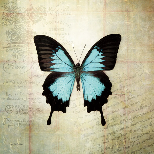 French Butterfly III by Debra Van Swearingen - Wrapped Canvas Graphic Art