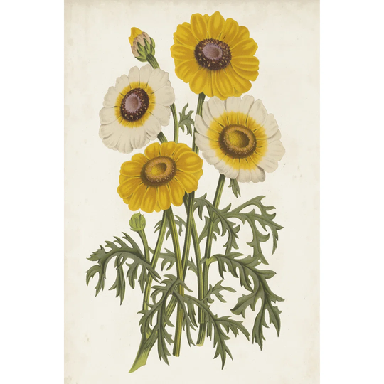 Vintage Garden Beauties III - Wrapped Canvas Art Prints