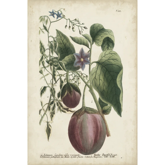 Exotic Weinmann Botanical IV