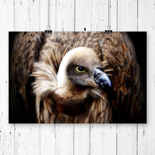 'Vulture Bird' Photographic Print