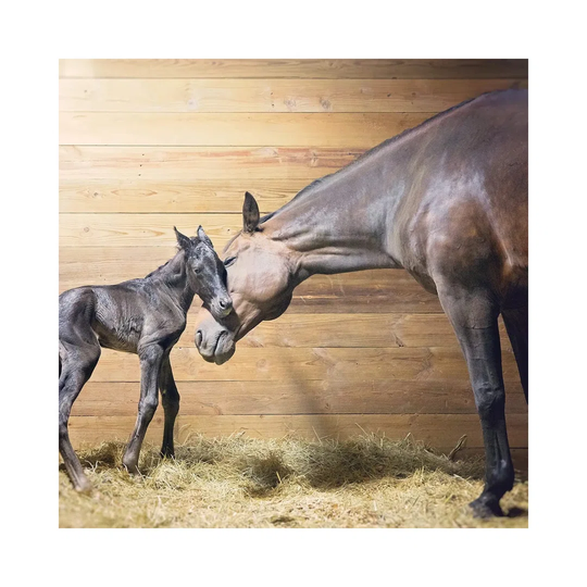 First Moments by Rupa Sutton - Wrapped Canvas Photograph