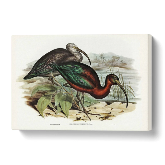 'Glossy Ibis Birds' by Elizabeth Gould - Wrapped Canvas Painting Print