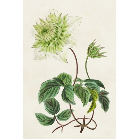Antique Floral Folio VIII by Pancrace Bessa - Wrapped Canvas Painting