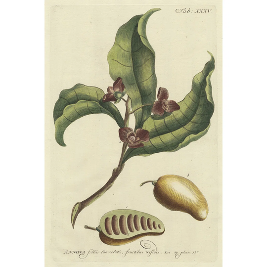 Miller Foliage & Fruit II by Phillip Miller - Wrapped Canvas Art Prints