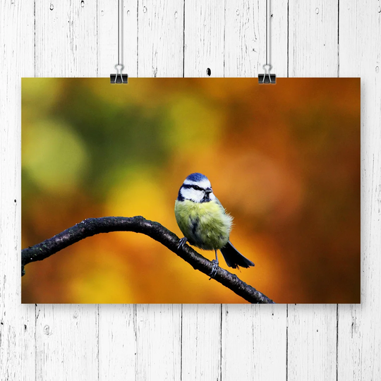 'Blue Tit' Graphic Art