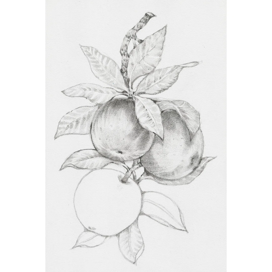 Fruit-Bearing Branch II by Timothy O' Toole - Wrapped Canvas Drawing