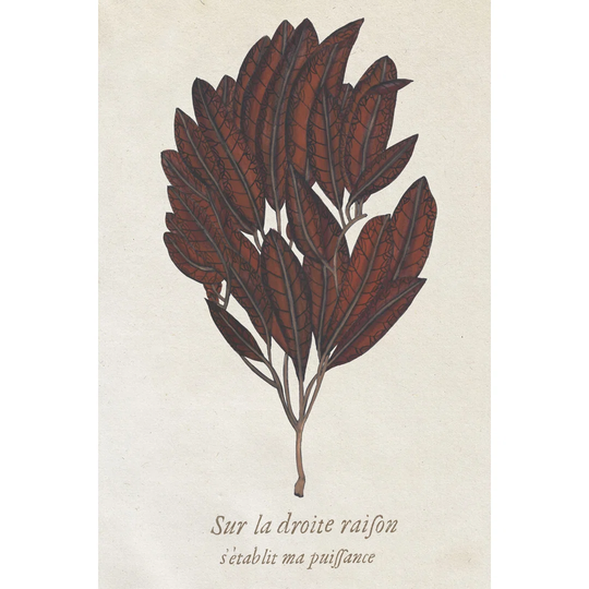 Seaweed Study II - Wrapped Canvas Art Prints