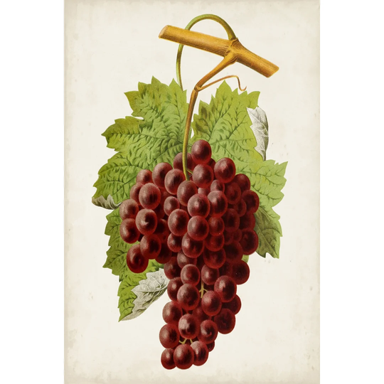 Antique Fruit III by Vision Studio - Wrapped Canvas Painting