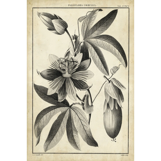 Passiflora III by Sellier - Wrapped Canvas Graphic Art