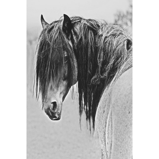Freedom - Unframed Art Prints on Canvas