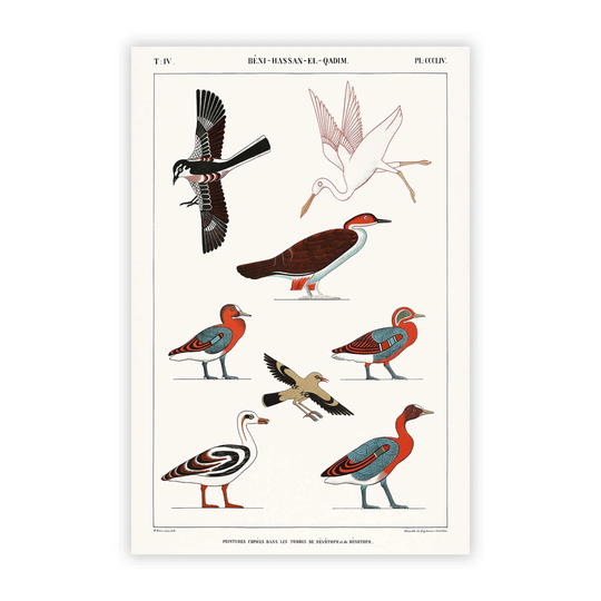 'Ducks & Birds' by J.F. Champollion - Unframed Painting Print on Paper
