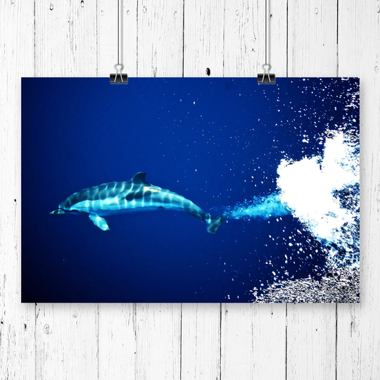 'Dolphin' Graphic Art